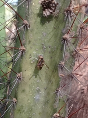 Vespidae