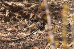 Aspidoscelis hyperythrus