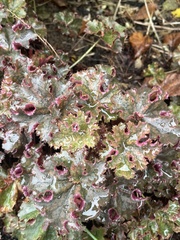 Heuchera sanguinea