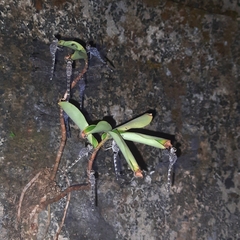 Bradinopyga geminata