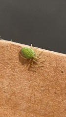Nigma walckenaeri