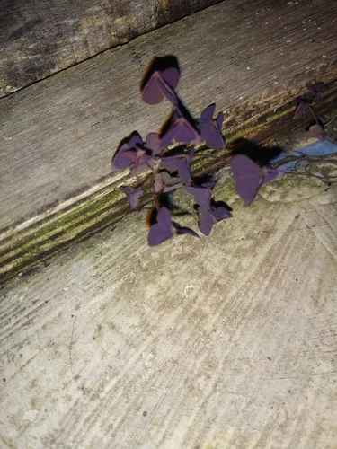 Oxalis triangularis