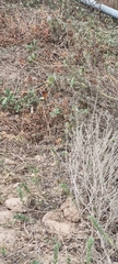 Danaus chrysippus orientis