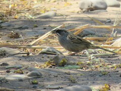 Rhynchospiza dabbenei