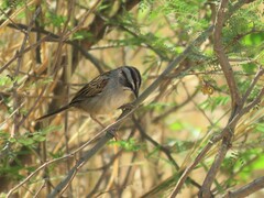 Rhynchospiza dabbenei