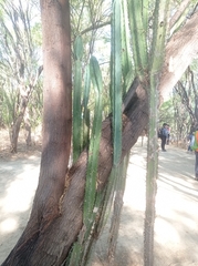 Cereus jamacaru