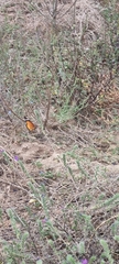 Danaus chrysippus orientis