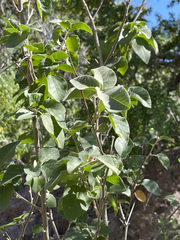 Croton sonorae