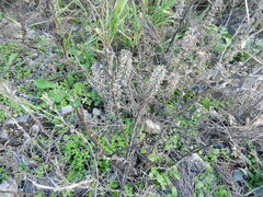 Dracocephalum thymiflorum