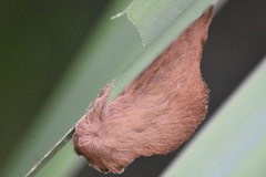 Megalopyginae
