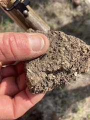 Uroplectes olivaceus