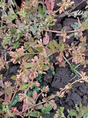 Polygonum plebeium