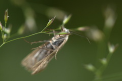 Chrysoteuchia culmella