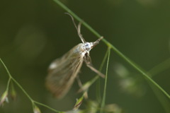 Chrysoteuchia culmella