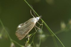 Chrysoteuchia culmella
