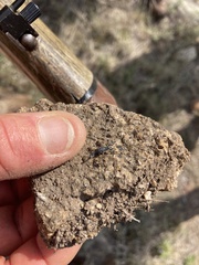 Uroplectes olivaceus