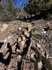 Opuntia orbiculata