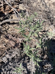 Phacelia ramosissima