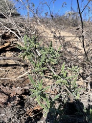 Phacelia ramosissima