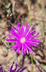 Lampranthus emarginatus