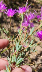 Lampranthus emarginatus