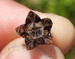 Lampranthus emarginatus