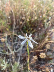 Moraea viscaria