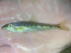 Erimystax dissimilis