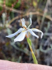 Moraea viscaria