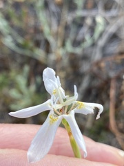 Moraea viscaria