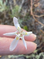 Moraea viscaria