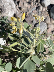 Senna confinis
