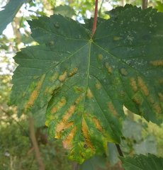 Aceria pseudoplatani