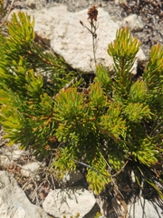Leucadendron muirii