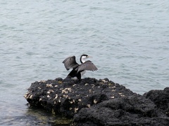 Phalacrocorax varius varius