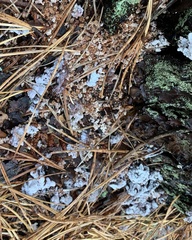 Dendroctonus