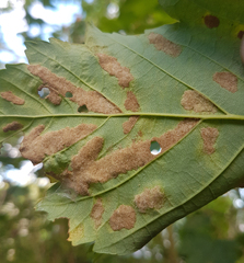 Aceria pseudoplatani