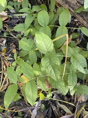 Lysimachia vulgaris