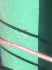 Latrodectus geometricus