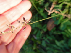 Poa compressa