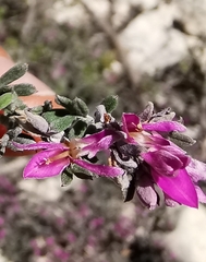 Indigofera brachystachya