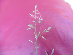 Poa compressa