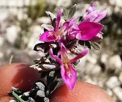 Indigofera brachystachya