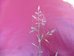 Poa compressa