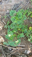 Malva parviflora