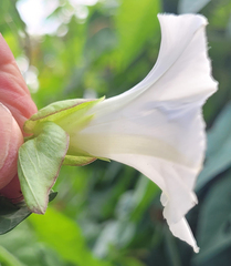 Calystegia sepium angulata