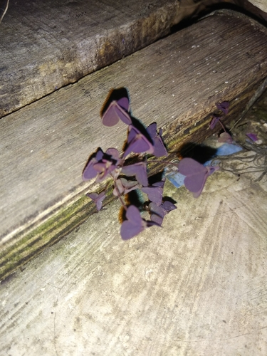 Oxalis triangularis
