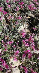 Indigofera brachystachya