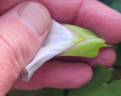 Calystegia sepium angulata
