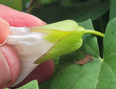 Calystegia sepium angulata